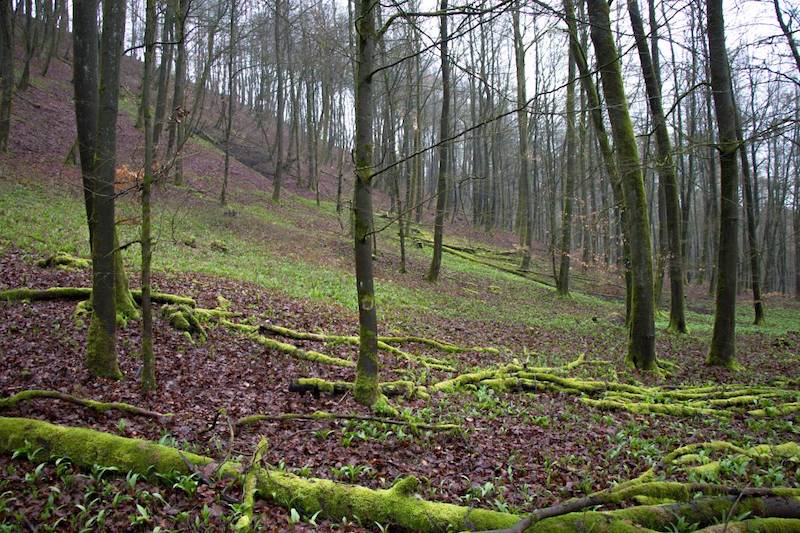 Bärlauch im Wald bei Detmold