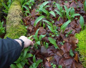 Bärlauch sammeln im Wald